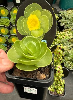 Portulaca molokiniensis (Hawaiian Portulaca) Succulent