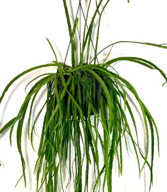 Rhipsalis Boliviana Succulent