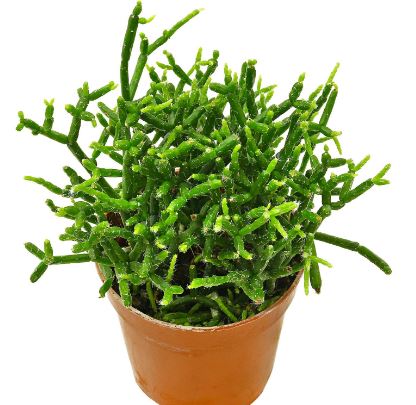Rhipsalis Cereuscula Succulent