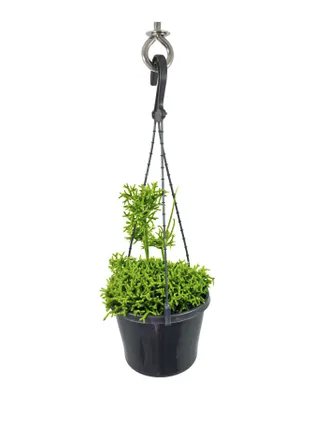 Rhipsalis Cerevscula Coral plant in a 10cm pot, showcasing its unique coral-like appearance and vibrant green stems, perfect for home decor.