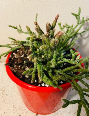 Rhipsalis Coral Cactus Succulent