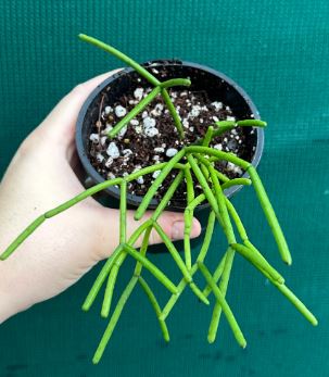 Rhipsalis Grandiflora Succulent