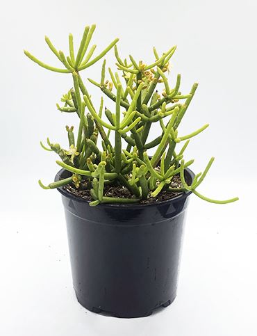 Rhipsalis Grandiflora Succulent