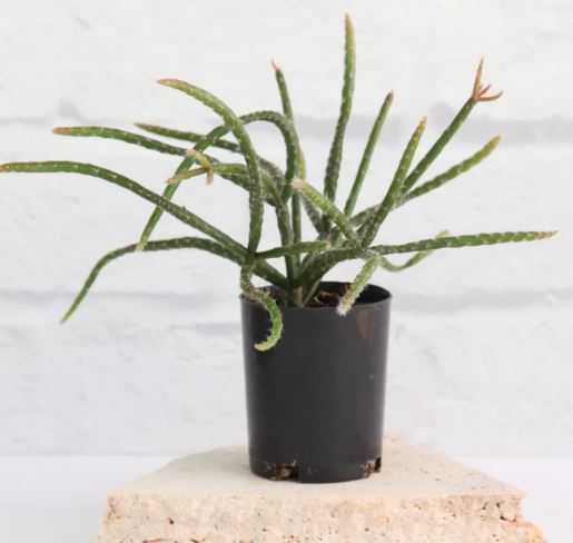Rhipsalis Horrida Succulent