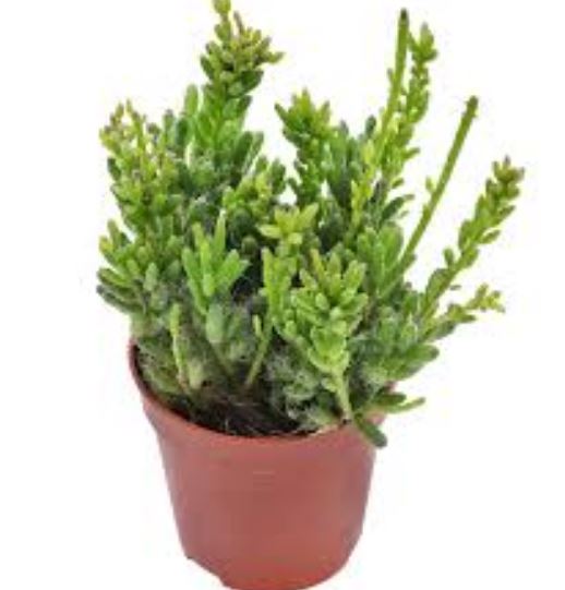 Rhipsalis Mesembry Anthemoid Succulent