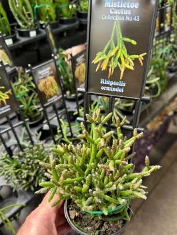 Rhipsalis Ormindoi Succulent