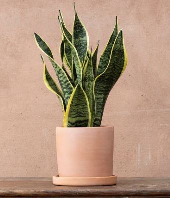 Sansevieria trifasciata ‘Laurentii’ (Snake Plant / Mother-in-law’s Tongue) Succulent
