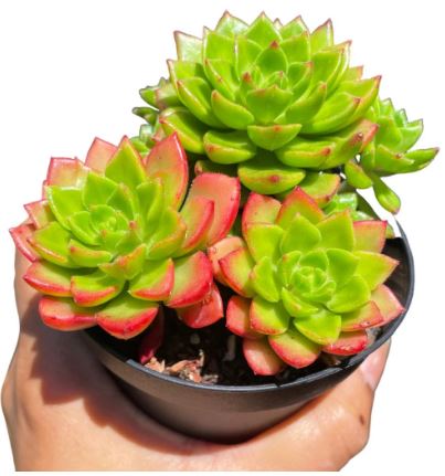 Sedevaria Letizia Succulent