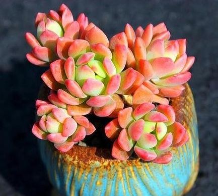 Sedevaria Markus Succulent