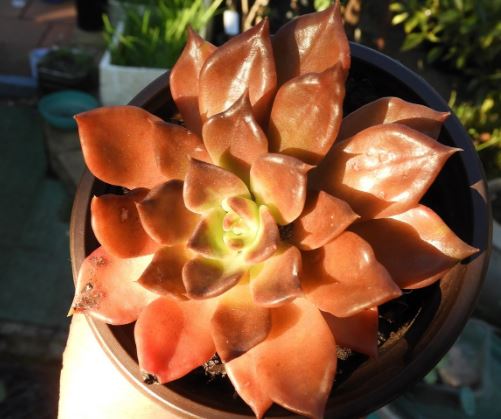 Sedeveria ‘Bronze Delight’ Succulent