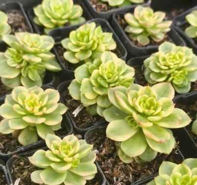 Sedeveria ‘Rolly’ variegated Succulent