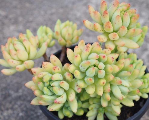 Sedeveria hummelii Succulent