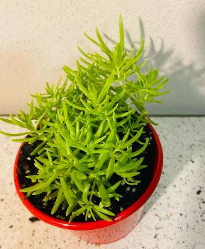 Sedum Angelina Succulent