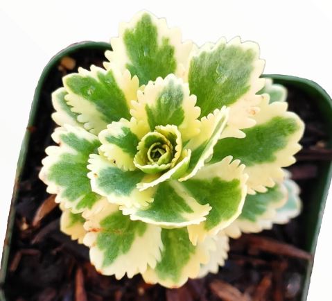 Sedum Atlantis Variegated Succulent