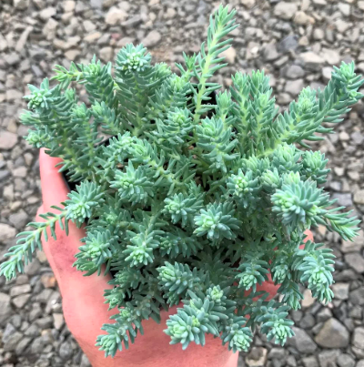 Sedum Blue Spruce Succulent