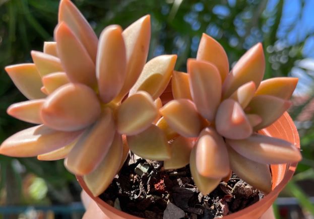 Sedum Bronze Delight