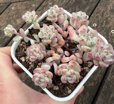Sedum Caramel Elf Succulent