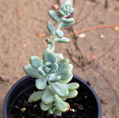 Sedum Cosmic Tom Succulent