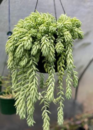 Sedum Donkey Tail Succulent 6cm