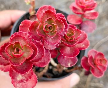Sedum Dragon's Blood