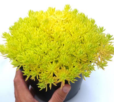 Sedum Gold Mound Succulent