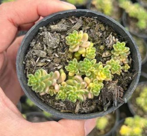Sedum Golden Rice plant in a 6cm pot, displaying vibrant golden foliage and a healthy growth appearance, perfect for gardens or decorative arrangements.