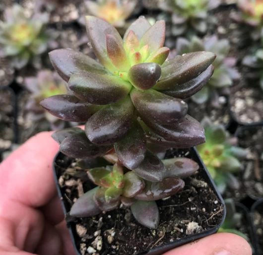 Sedum Jet Beads Succulent
