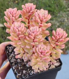Sedum Joyce Tulloch plant in a 10cm pot, showcasing its vibrant foliage and succulent texture, available at Fountains Galore.