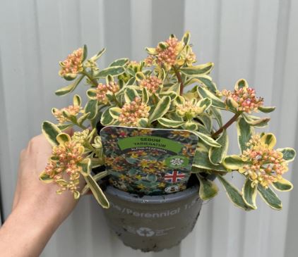 Sedum Kamtschaticum Pink Variegated Succulent