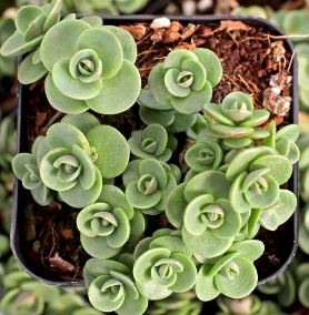 Sedum Lime Zinger Succulent