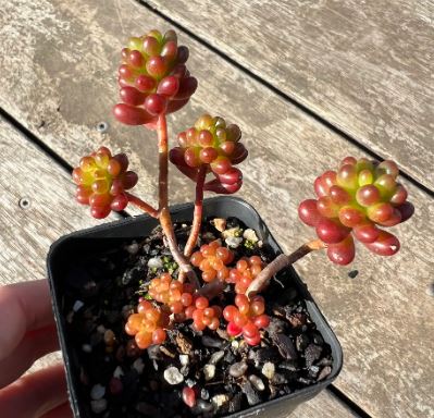 Sedum Red Berry