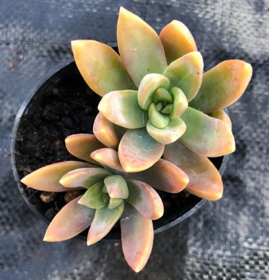 Sedum Sedeveria Pat's Pink Succulent