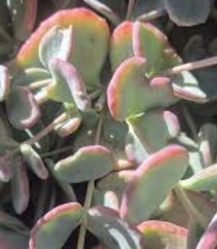Sedum Trailing Pixie Succulent