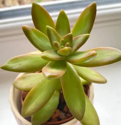 Sedum Adolphii (Golden Sedum) Succulent 14cm