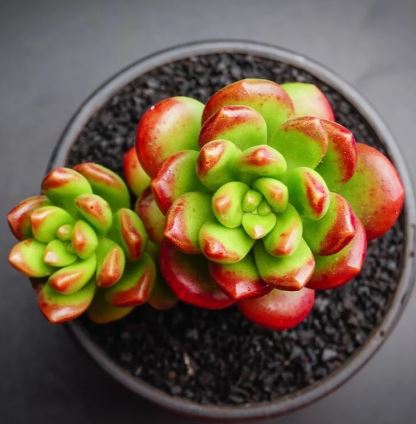Sedum Lucidum Obesum Succulent 14cm