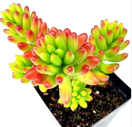 Sedum Rubrotinctum aka Red Jelly Beans Succulent 14cm