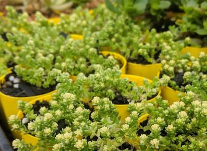 Sedum Acre Golden Moss