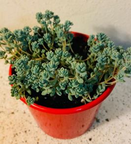 Sedum brevifolium blue carpet