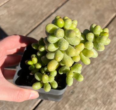 Sedum green turtle eggs-Hernandezii Succulent