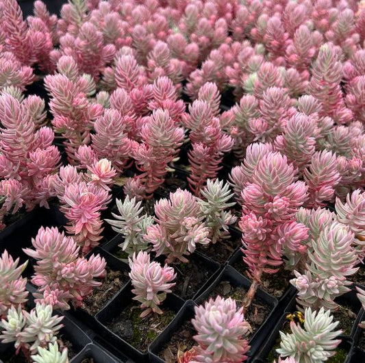 Sedum reflexum ‘Chameleon’ Variegated Succulent
