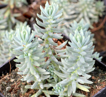 Sedum rupestre ‘Silver’ – Petrosedum rupestre Succulent 6cm
