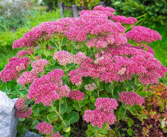 Sedum sexa.Tast.Stonecrop Succulent