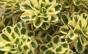 Sedum Takesimense "Atlantis" Succulent 100mm