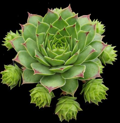 Sempervivum Allionis Succulent