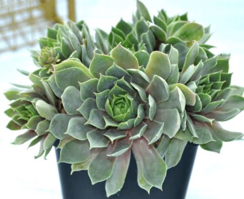 Semperivum Arctic Ice