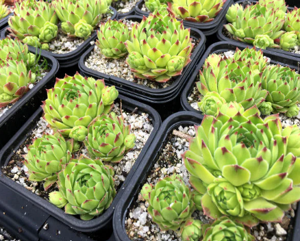 Sempervivum Cantabricum 'Reinhardt' Succulent