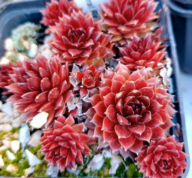 Sempervivum Coral Red Succulent 10cm