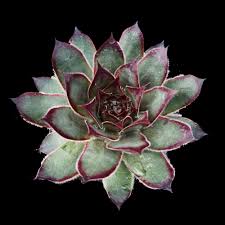 Sempervivum Dark Beauty Succulent 6cm