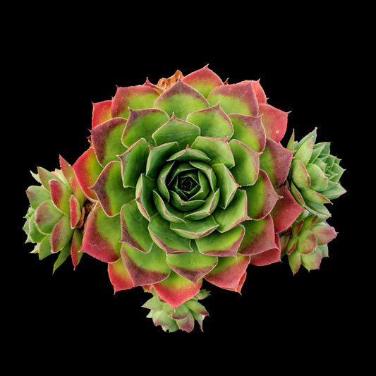 Sempervivum Jade (Tectorum) Succulent 6cm