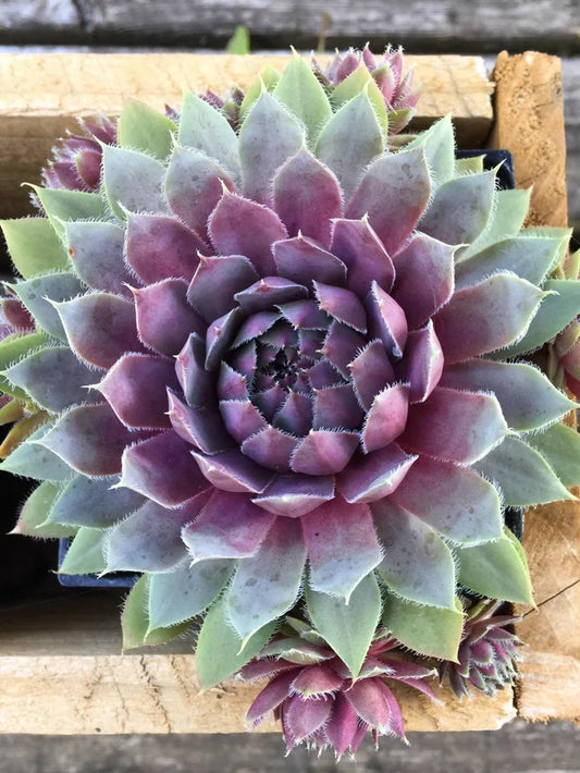 Sempervivum Lavender Doll Succulent 6cm